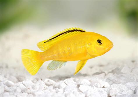 yellow lab fish